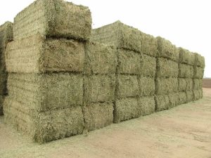 Buy Alfalfa Hay Online 