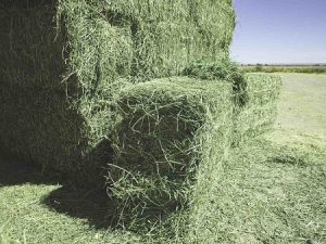 Premium Alfalfa Hay Bales