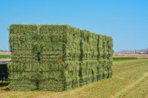 The Benefits of Alfalfa Hay for Cattle and Goats