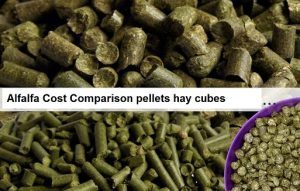 Alfalfa Cost Comparison pellets hay cubes