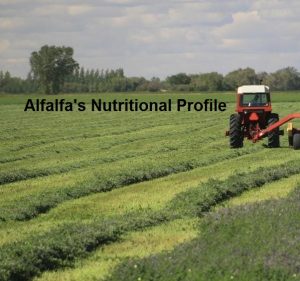 Alfalfa's Nutritional Profile