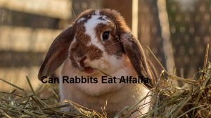 Can Rabbits Eat Alfalfa