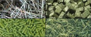 Types of Alfalfa