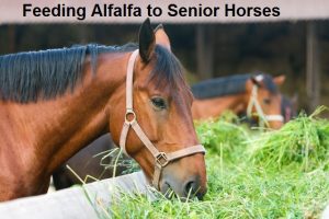 Feeding Alfalfa to Senior Horses