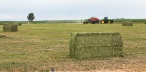 How Alfalfa is Harvested