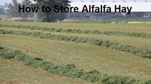 How to Store Alfalfa Hay properly