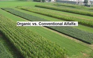 Organic vs. Conventional Alfalfa for animal feed