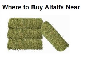 Where to Buy Alfalfa Near Me